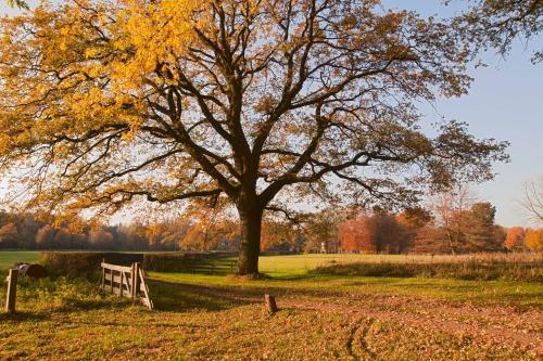 a tree in a field with a bench under it at Bed & breakfast Hoeve Springendal in Hezingen
