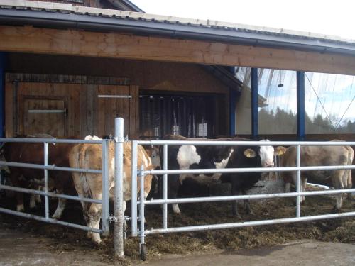 a group of cows standing in a barn at Haus Mondspitze in Bürserberg