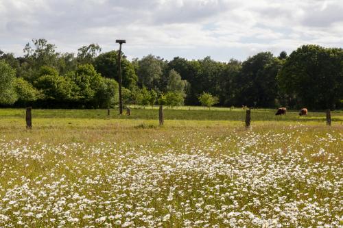 a field of white flowers in a field with cows at Bed & breakfast Hoeve Springendal in Hezingen