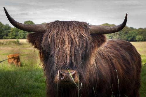a brown bull with horns standing in a field at Bed & breakfast Hoeve Springendal in Hezingen