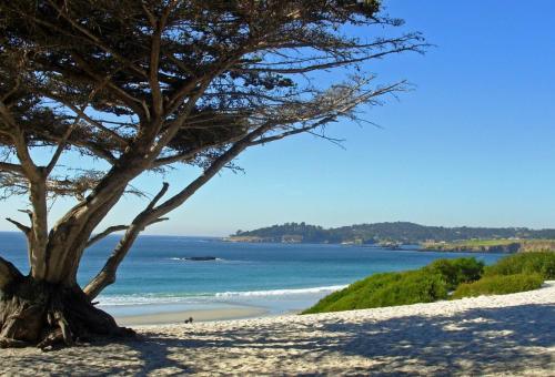 un albero su una spiaggia sabbiosa con l'oceano di Briarwood Inn a Carmel