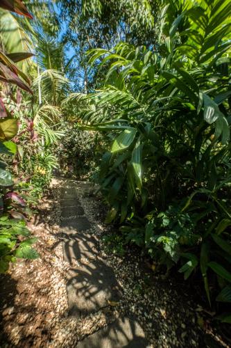 a path in a garden with green plants at Blanconejo de Montezuma in Montezuma