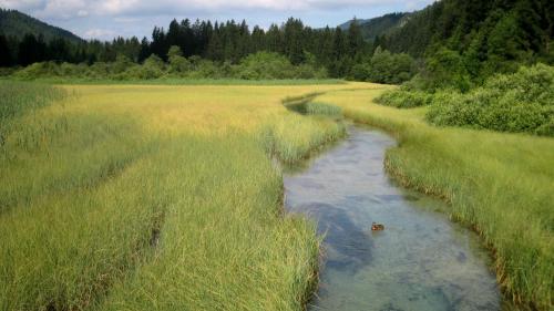 a river in the middle of a field with tall grass at Apartments Podkoren 82 in Kranjska Gora