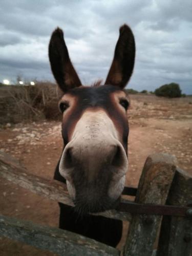 a horse is looking over a wooden fence at Agroturismo Matxani Gran in Sant Climent