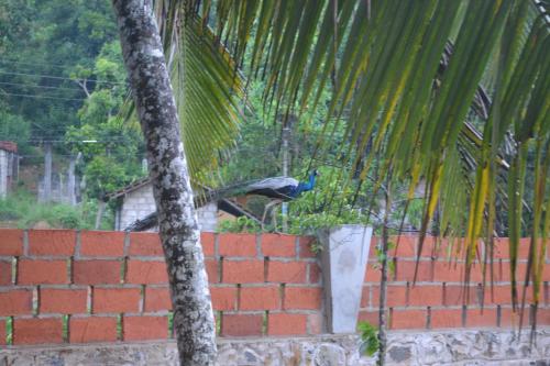 Gambar di galeri bagi Lavendra Villa Mirissa di Mirissa