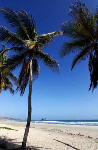 two palm trees on a beach with the ocean at Agua Dorada Beach Hotel By Lidotel in El Agua