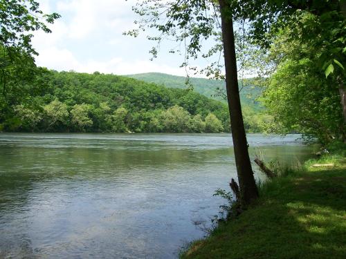 Blick auf einen Fluss mit einem Baum und Bäumen in der Unterkunft Bear Bluff in Rileyville