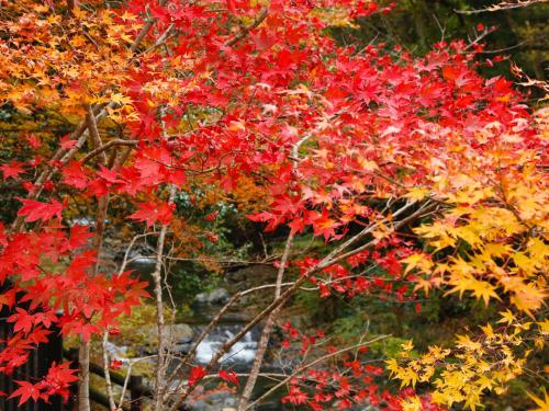 a tree with red and yellow leaves on it at Asan Kotonami in Manno