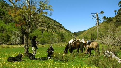a group of horses in a field with people and a dog at Refugio Las Raices in Malalcahuello