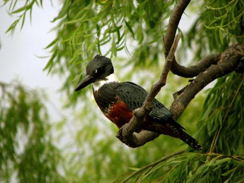 a bird is sitting on a tree branch at Refugio Las Raices in Malalcahuello