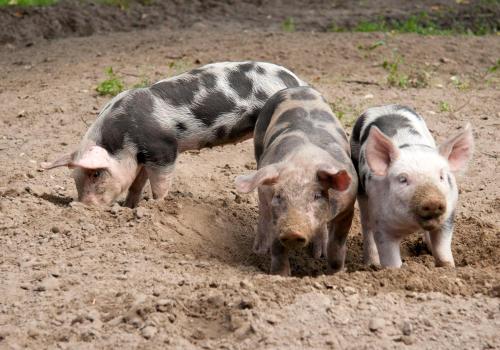 two pigs standing in the mud in the dirt at Bed & breakfast Hoeve Springendal in Hezingen