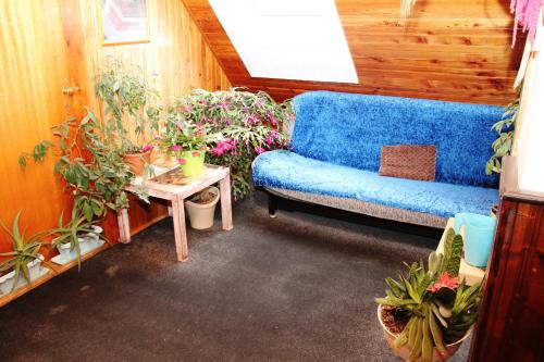 a living room with a blue couch and potted plants at Penzion Gentiana in Desná