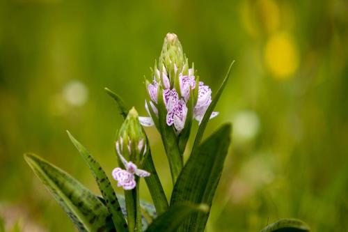 a group of pink flowers with green leaves at Bed & breakfast Hoeve Springendal in Hezingen