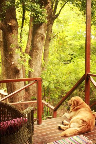 a large brown dog laying on a wooden deck at Cabaña Los Alcanfores in Tigre