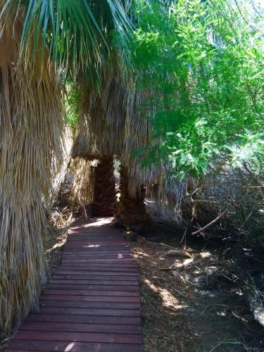 a wooden path under a palm tree in a forest at Shoshone RV Park in Shoshone