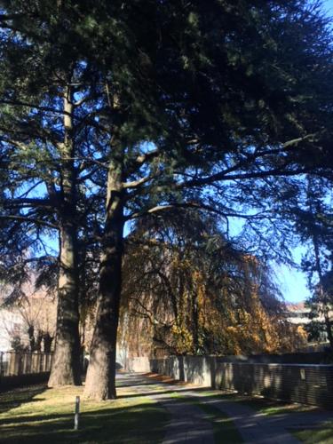 a group of trees in a park next to a fence at Casa Sull'Albero in Malgrate