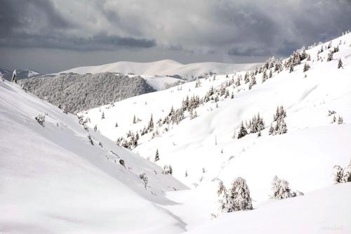a snow covered mountain with trees on it at Янтри in Dragobrat