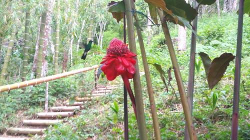 Gallery image of Minca Glamping in Minca