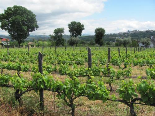a vineyard with rows of green vines at Quinta Formosa in Vale Formoso