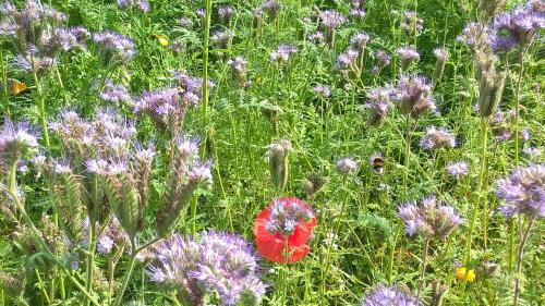 a red flower in a field of purple flowers at Antonius Hoeve in Oudenbosch