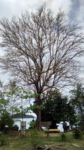 a tree with no leaves on it in a field at Baan Suan Kayoo 2 Buffalo Bay Aow Khao Kwai in Ko Phayam