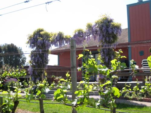 Pearlessence Vineyard Innにある庭