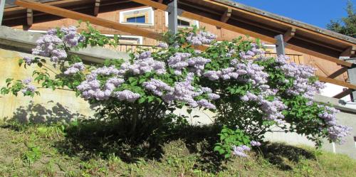 a bush of purple flowers in front of a building at Hotel Duc De Rohan in Livigno