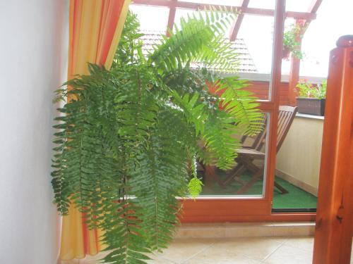una grande pianta verde seduta accanto a una finestra di Villa Elena a Smižany