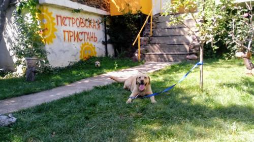 a dog on a leash tied to a pole in the grass at Petrovskaya Pristan in Cholpon-Ata