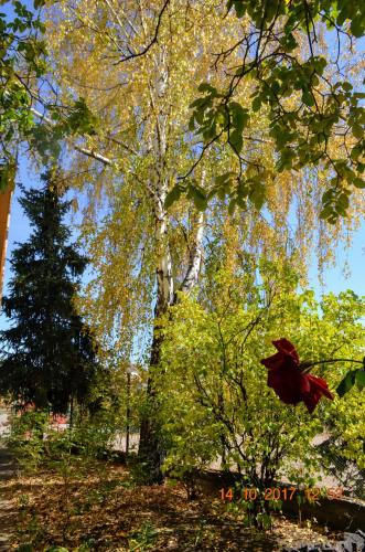 a tree in the middle of a park with leaves at Petrovskaya Pristan in Cholpon-Ata