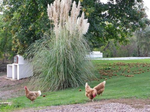 a group of chickens walking in the grass at Hotel Apartamento Rural Finca La Media Legua in Aracena