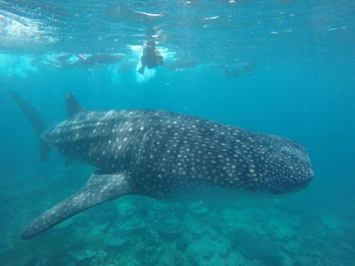 a person swimming next to a whale shark in the ocean at Koimala Hotel in Maamigili