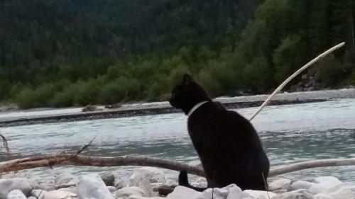 a black cat sitting on rocks next to a river at Apart Lechtraum in Stanzach