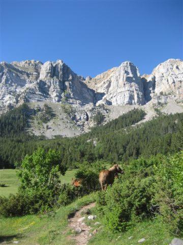 a cow standing on a hill with a mountain at Cal Sams in Olopte