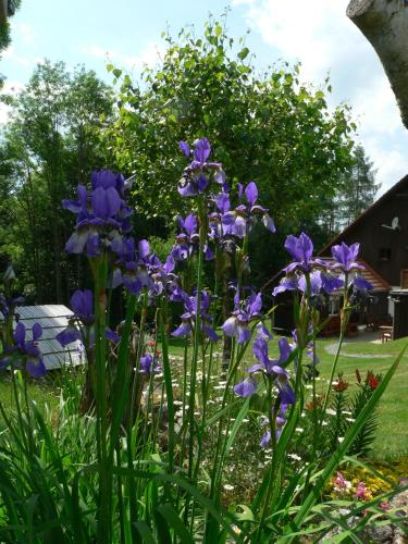 a bunch of purple flowers in a garden at Penzion Na Habeši in Kašperské Hory