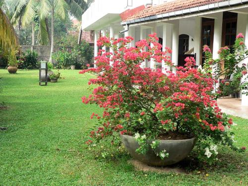 a large pot of red flowers in front of a house at Gästehaus Isabella in Beruwala