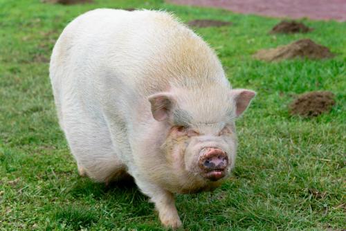 a large white pig walking in the grass at Dorfhof Bauer in Riegersburg