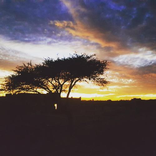 a silhouette of a tree in front of a sunset at Riad Les Jardins de Tafraoute in Foum Mharech