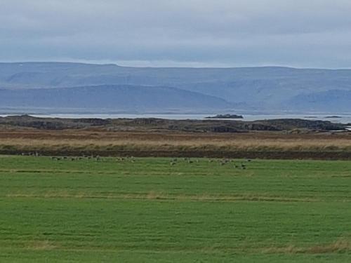 a herd of animals grazing in a green field at Miðjanes Reykhólahrepp in Reykhólar