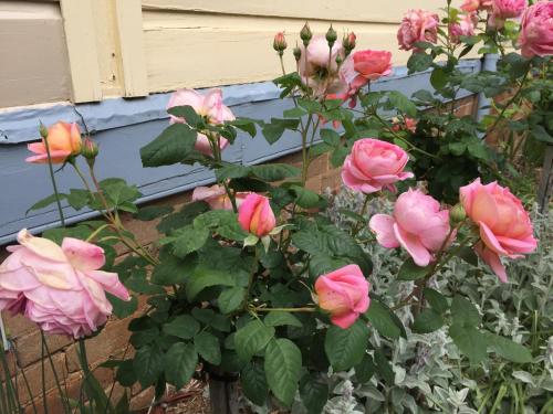 a bunch of pink roses in front of a fence at Kurrara Historic Guest House in Katoomba