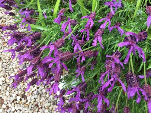 a group of purple flowers on some gravel at Kurrara Historic Guest House in Katoomba