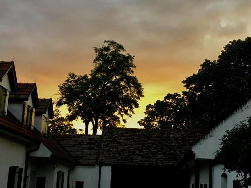 a tree sitting on the roof of a house at Am Ziegenhof in Parndorf