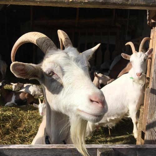 a group of goats in a barn with hay at Am Ziegenhof in Parndorf