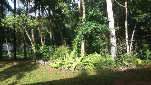 a garden with a bunch of plants and trees at Nature's Hideout Holiday Home in Mirigama