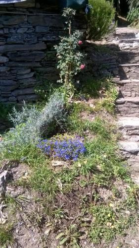 a garden with purple flowers and a stone wall at Casa Emilia in Stazzema