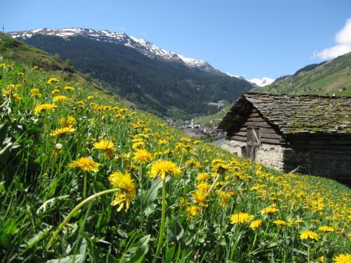 a field of yellow flowers next to a building at Ferienwohnung Mura in Vals