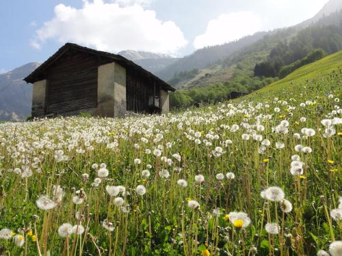 a field of white flowers in front of a building at Ferienwohnung Mura in Vals