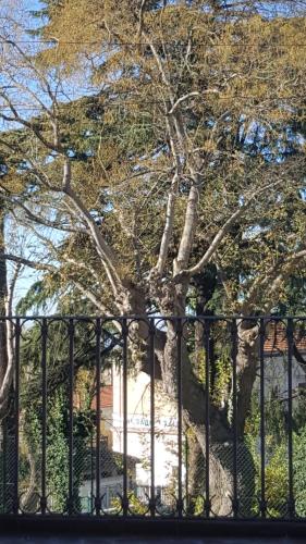 a tree behind a fence in front of a house at Monolocale turistico Valentini in Albano Laziale