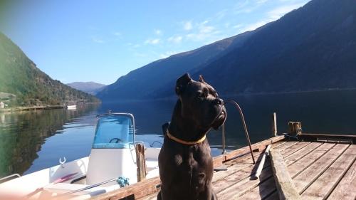 a dog sitting on a boat on a lake at Bazyl Apartment in Folkedal