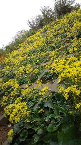 a field of yellow flowers on the side of a hill at Sumiyoshiya in Nagaoka